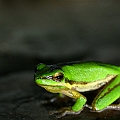 Nothern Dwarf Treefrog (Litoria bicolor)<br />Canon KDX + EFS60 Macro